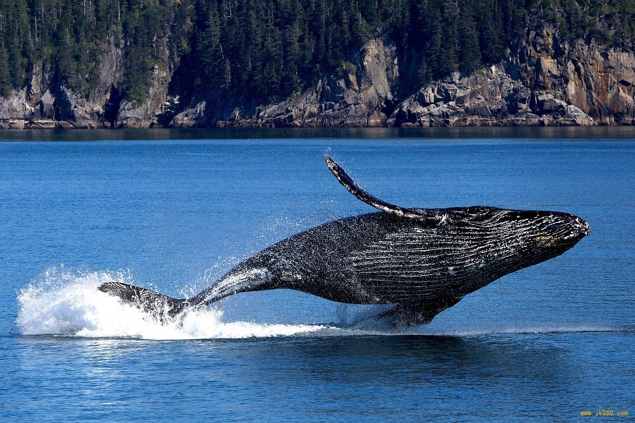 whale-3694489_1280.jpg