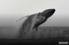 2024年“鲸鱼”们买入了多少BTC？